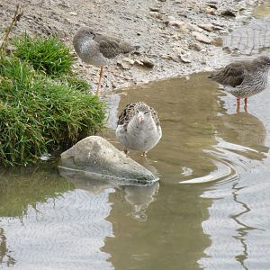 Ruff and Redshanks 050316