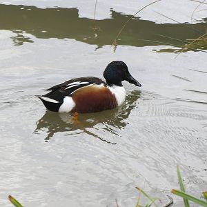 Northern Shoveler 050316