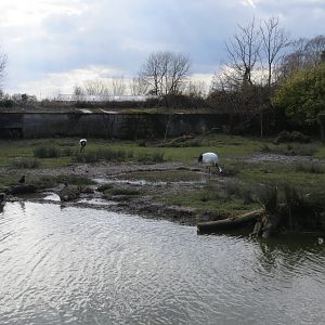 Red-crowned Cranes 050316