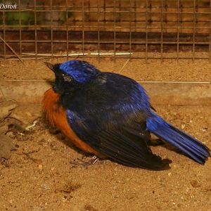 Fujian Niltava (Niltava davidi), October 2011