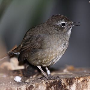 White-tailed Rubythroat (Luscinia pectoralis), September 2010