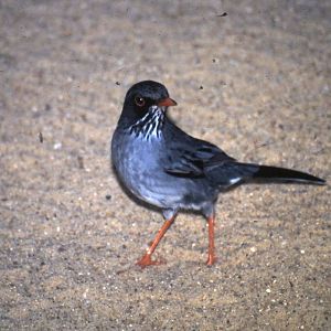 Red-legged thrush