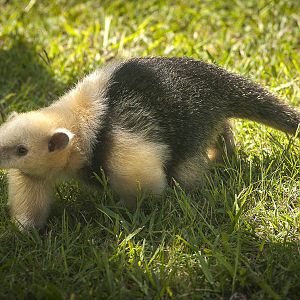 Lesser anteater