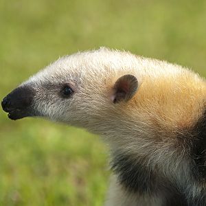 Lesser anteater