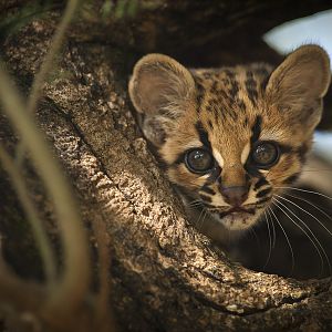 Margay