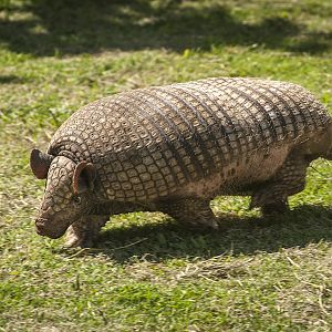 Greater naked-tailed Armadillo (Cabassous tatouay)