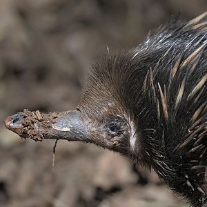 Short-beaked echidna profile