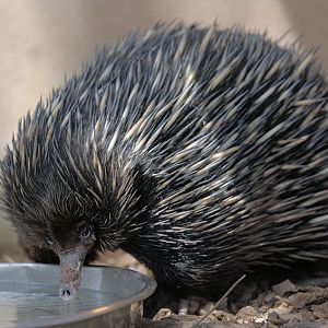 Short-beaked echidna drinking