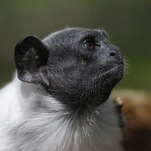 Pied tamarin profile
