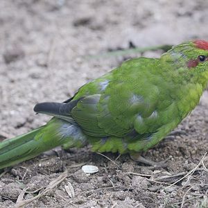 Red-fronted kakariki