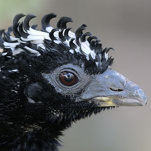 Bare-faced currassow