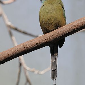 Blue-crowned motmot