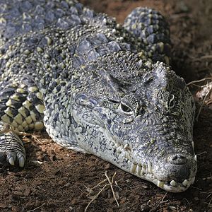 Cuban crocodile