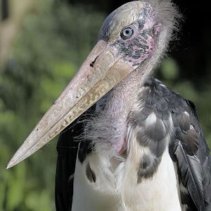 Lesser adjutant stork