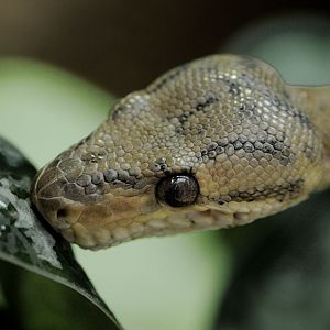 Amazon tree boa drinking