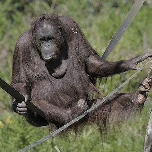 Bornean orang utan Gambira