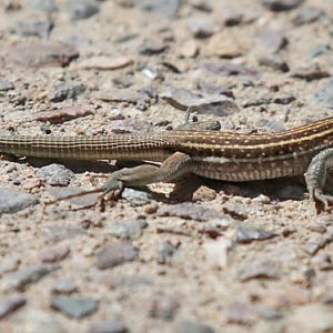 wild lizard eating scorpion