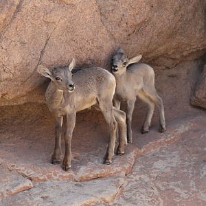 Bighorn lambs
