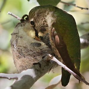 Hummingbird feeding chick