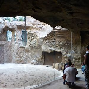 Lion's enclosure