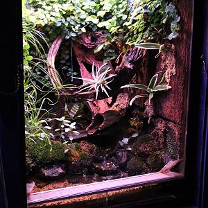 Enclosure Phyllobates bicolor