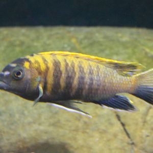 Cynotilapia ID