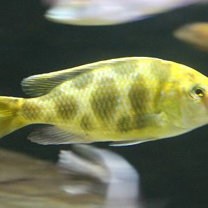 Nimbochromis venustus