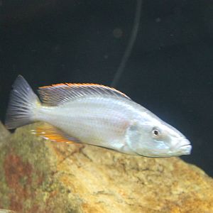 Dimidiochromis compressiceps male