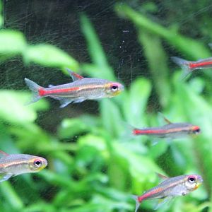 Hemigrammus erythrozonus