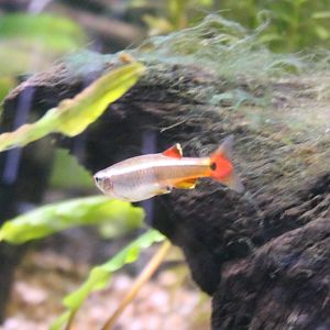 Tanichthys albonubes