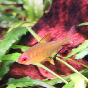 Hyphessobrycon pulchripennis