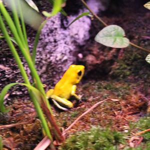 Phyllobates bicolor