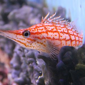 Longnosed hawkfish