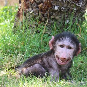 Nader the Olive Baboon