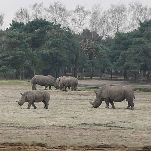 Part of the White rhino-herd