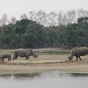 Calf, mother and newly arrived male White rhinos