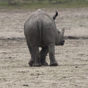 Young White rhino backside