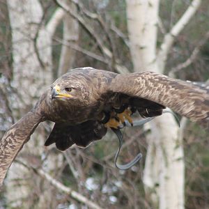 Bird of Prey show : Steppe eagle