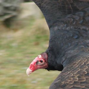 Bird of Prey show : Turkey vulture