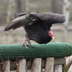 Bird of Prey show : Turkey vulture