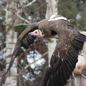 Bird of Prey show : Hooded vulture