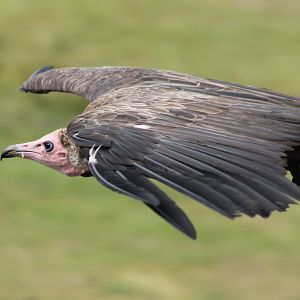Bird of Prey show : Hooded vulture