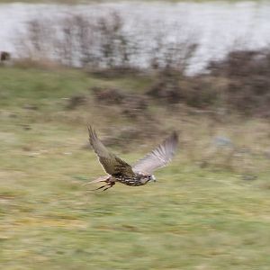 Bird of Prey show : Saker falcon