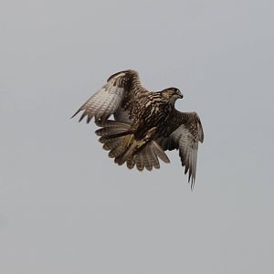 Bird of Prey show : Saker falcon