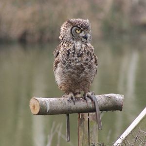 Bird of Prey show : Great horned owl