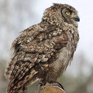 Bird of Prey show : Great horned owl