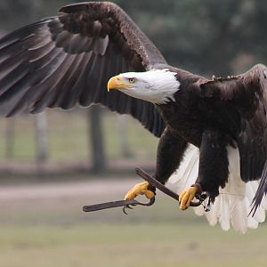 Bird of Prey show : Bald eagle