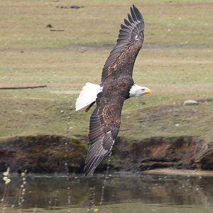 Bird of Prey show : Bald eagle