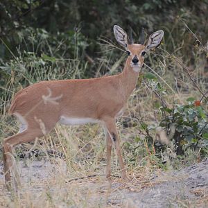 Steenbok, Road to Khwai Community Area, Botswana, 23/04/16