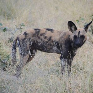 African Wild Dog, Road to Khwai Community Area, Botswana, 23/04/16